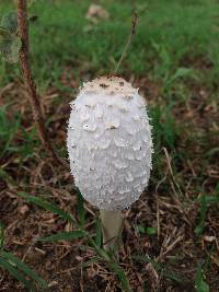 Coprinus comatus image