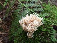 Artomyces pyxidatus image