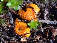 Media resource of Endogone flammicorona