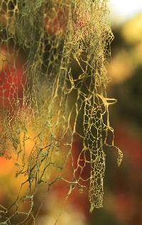 Ramalina menziesii image