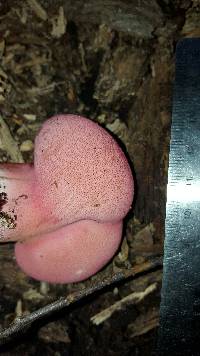 Fistulina hepatica image