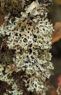 Thumbnail image of current specimen