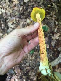 Heimioporus betula image