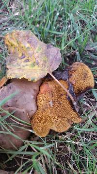 Boletinellus merulioides image
