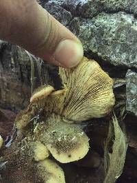 Lentinellus ursinus image