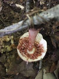 Amanita amerirubescens image