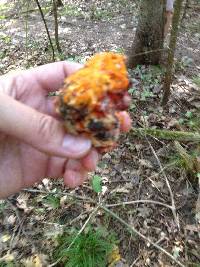 Hypomyces lactifluorum image