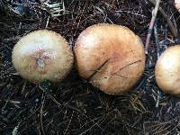 Suillus granulatus image