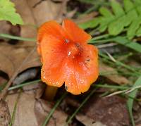 Hygrocybe conica image
