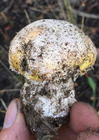 Amanita aprica image