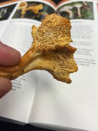Cantharellus lateritius image