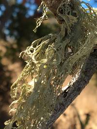 Ramalina menziesii image