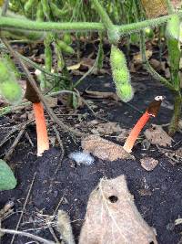 Phallus rubicundus image