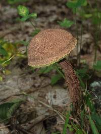 Boletellus russellii image