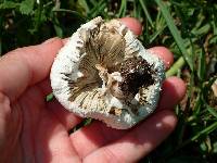 Chlorophyllum molybdites image