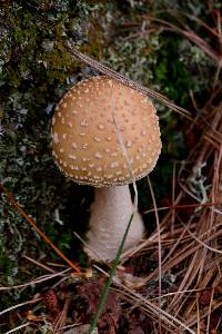Amanita gemmata image
