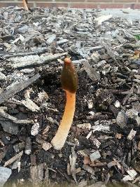 Phallus rubicundus image