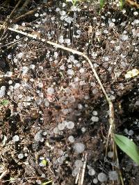 Media resource of Coprinellus ephemerus