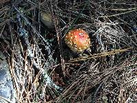 Amanita muscaria image