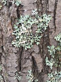 Thumbnail image of current specimen