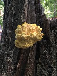 Laetiporus sulphureus image