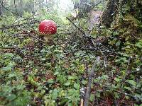 Amanita muscaria image