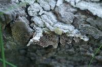 Trichaptum abietinum image
