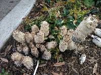 Coprinus comatus image