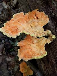 Laetiporus sulphureus image