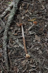 Battarrea phalloides image
