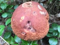 Boletus subcaerulescens image