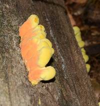 Laetiporus sulphureus image