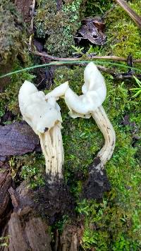 Helvella crispa image