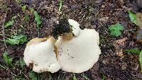Polyporus radicatus image