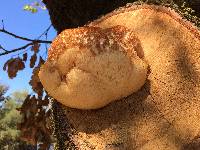 Hericium erinaceus image