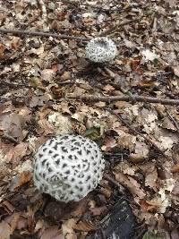 Strobilomyces strobilaceus image