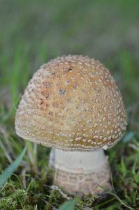 Amanita amerirubescens image