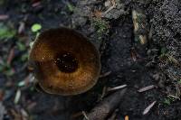Coltricia cinnamomea image