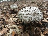 Strobilomyces strobilaceus image