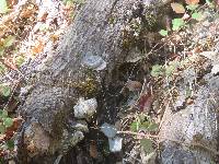 Trametes versicolor image