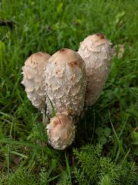 Coprinus comatus image