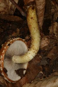 Hemistropharia albocrenulata image