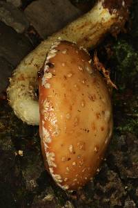 Hemistropharia albocrenulata image