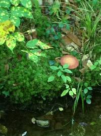 Amanita muscaria image