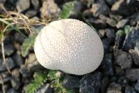 Lycoperdon perlatum image
