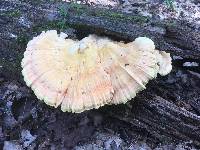 Laetiporus sulphureus image