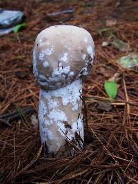 Hypomyces hyalinus image