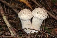 Lycoperdon perlatum image