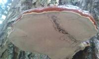 Ganoderma oregonense image