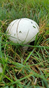 Media resource of Agaricus bisporus